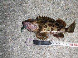 南芦屋浜西面石畳でガシリング