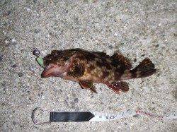 南芦屋浜西面石畳でガシリング