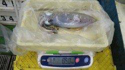 すさみ漁港でのエギング釣果　アオリイカ500g