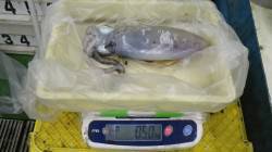 すさみ漁港でのエギング釣果　アオリイカ50…