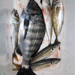 香住西港でフカセ釣り、チヌ40㎝に良型アジも