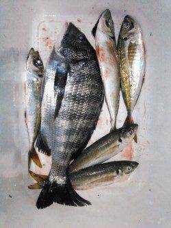 香住西港でフカセ釣り、チヌ40㎝に良型アジも