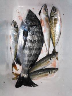 香住西港でフカセ釣り、チヌ40㎝に良型アジ…