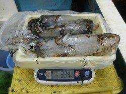 日置のヤエンでアオリイカ、好釣果です♪