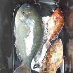 久しぶりの磯釣りでグレ確保！