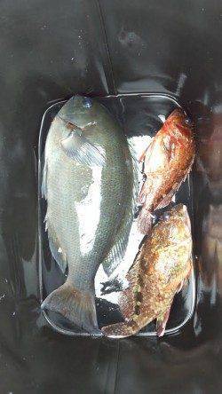 久しぶりの磯釣りでグレ確保！