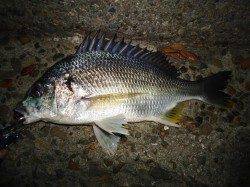 仕事終わりにチニング、アタリは何度もありました