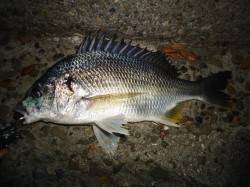 仕事終わりにチニング、アタリは何度もありま…