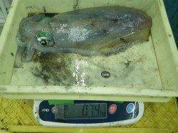 670～760ｇのアオリイカ in 白浜・見草