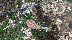 目良漁港にてデイエギング、アオリ・コウイカ・タコ