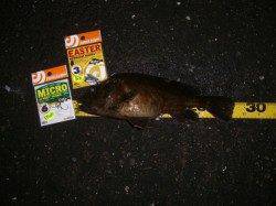 舞洲でのガシリング、いいサイズが釣れました