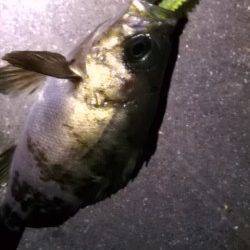 林崎漁港でメバリング、18~22㎝のメバルがヒット