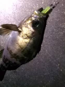 林崎漁港でメバリング、18～22㎝のメバル…