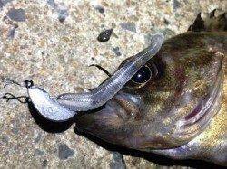 もりもり様より【ジャングルジム製品】のモニターレポート