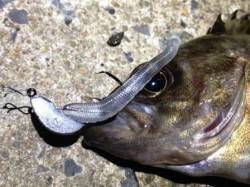 もりもり様より【ジャングルジム製品】のモニターレポート