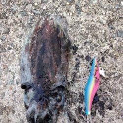 フィッシングショー前、コウイカ狙いで田ノ浦に