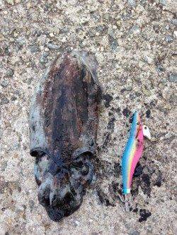 フィッシングショー前、コウイカ狙いで田ノ浦に