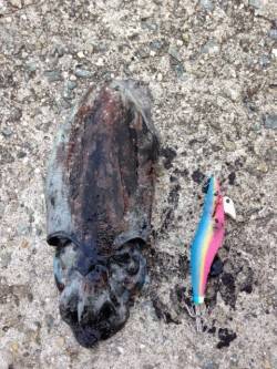 フィッシングショー前、コウイカ狙いで田ノ浦…