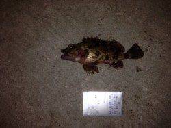 小島漁港にてアジングヒットせずガシリング