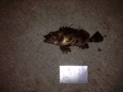 小島漁港にてアジングヒットせずガシリング