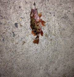 ベイトフィネスでガシリング、ブレーキ調整中にまさかのアジ