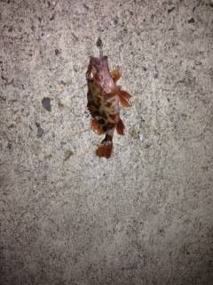 ベイトフィネスでガシリング、ブレーキ調整中…