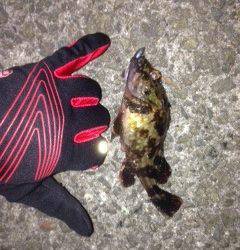 岩礁帯を恐れず投げ込めるベイトフィネス、楽しいです！