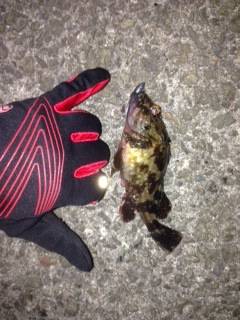 岩礁帯を恐れず投げ込めるベイトフィネス、楽しいです！