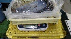 すさみで1.5kgまでを4ハイ！ ヤエンでのアオリイカ