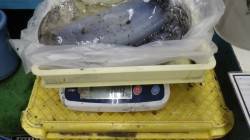 すさみで1.5kgまでを4ハイ！ ヤエンで…