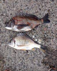 マリーナ海釣り公園で良型チヌ・キビレ、今後が楽しみ♪