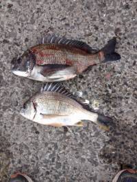 マリーナ海釣り公園で良型チヌ・キビレ、今後…