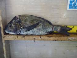 天神崎のフカセ釣りでチヌ、よくひきました！…