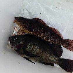 平磯海づり公園の東の端でアイナメ&黒メバル