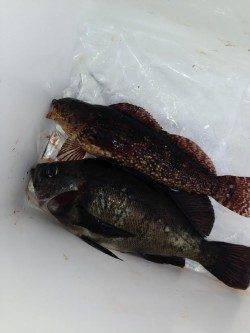 平磯海づり公園の東の端でアイナメ&黒メバル