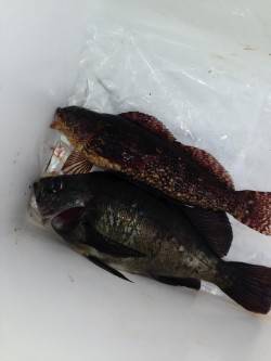 平磯海づり公園の東の端でアイナメ&…