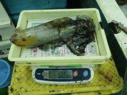 すさみにてアオリイカ850ｇ〜エギングの釣果