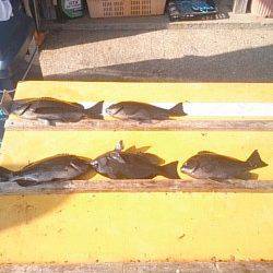 灘のウ島・沖のコーデのグレ釣果