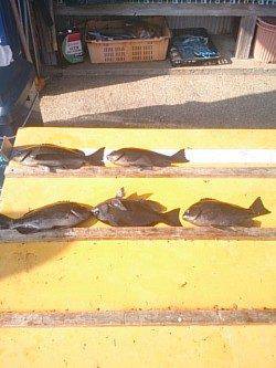 灘のウ島・沖のコーデのグレ釣果