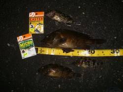 舞洲でのガシリング、いいサイズが釣れました…