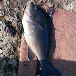 串本大島 樫野で磯フカセ 雨上がりに良型グレがきました