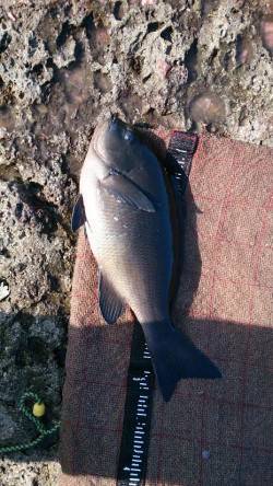 串本大島 樫野で磯フカセ 雨上がりに良型グ…