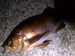 林崎漁港でメバリング、18~22㎝のメバルがヒット