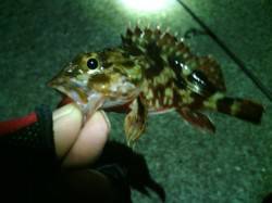 メバル狙いでガシラの釣果 in垂水漁港