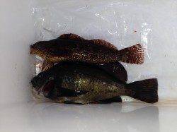 平磯海づり公園の東の端でアイナメ&黒メバル