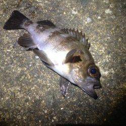 ランガンメバリング【20前半サイズの数釣りで楽しめました】