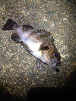 ランガンメバリング【20前半サイズの数釣りで楽しめました】