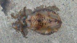 串本のヤエン釣行、勢い良くドラグがなりました！