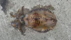 串本のヤエン釣行、勢い良くドラグがなりまし…