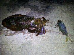 朝来帰周辺の地磯にてヤエンでアオリイカ